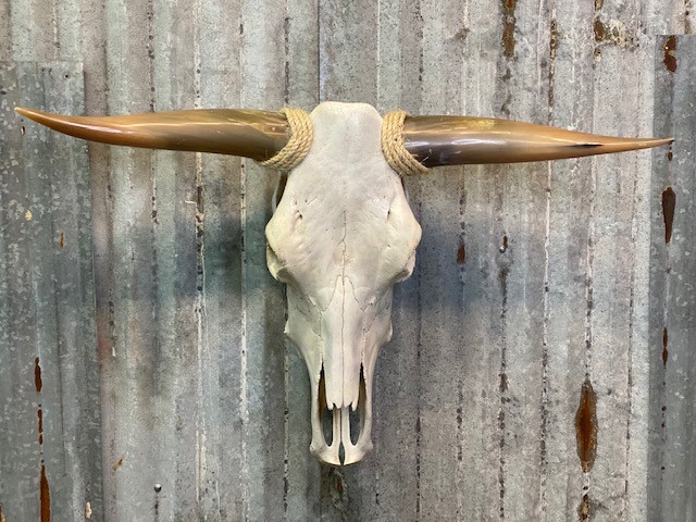 Long Horn Skull Empty